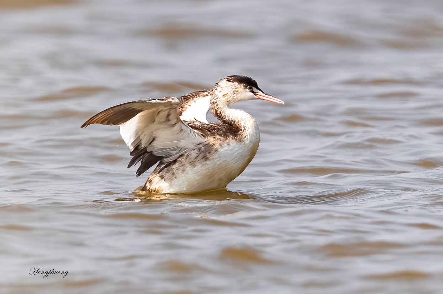 Lần đầu tiên ghi nhận chim lặn mào lớn tại Việt Nam